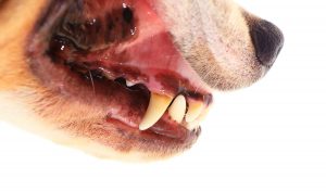 Dog Bite Lawyer 317-881-2700