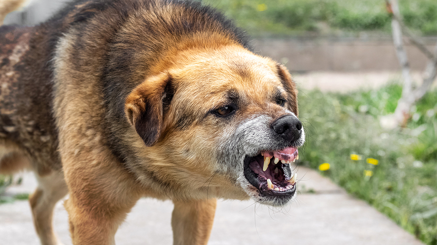 Call 317-881-2700 to Speak With an Experienced Dog Attack Lawyer in Indianapolis Indiana